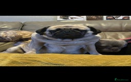 Pug dogs for sale: luna the pug❤️ - Image 3