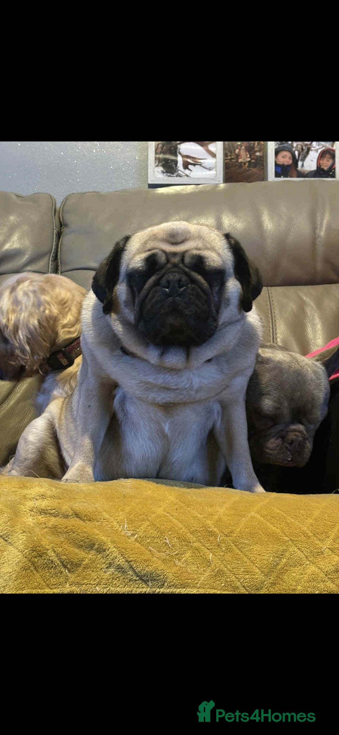 Pug dogs for sale: luna the pug❤️ - Image 3