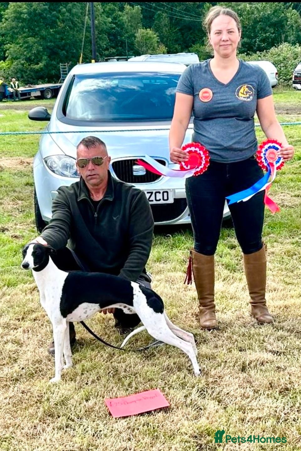 Whippet dogs KC Whippet Puppies Champion Sired Ready June  - Advert 2