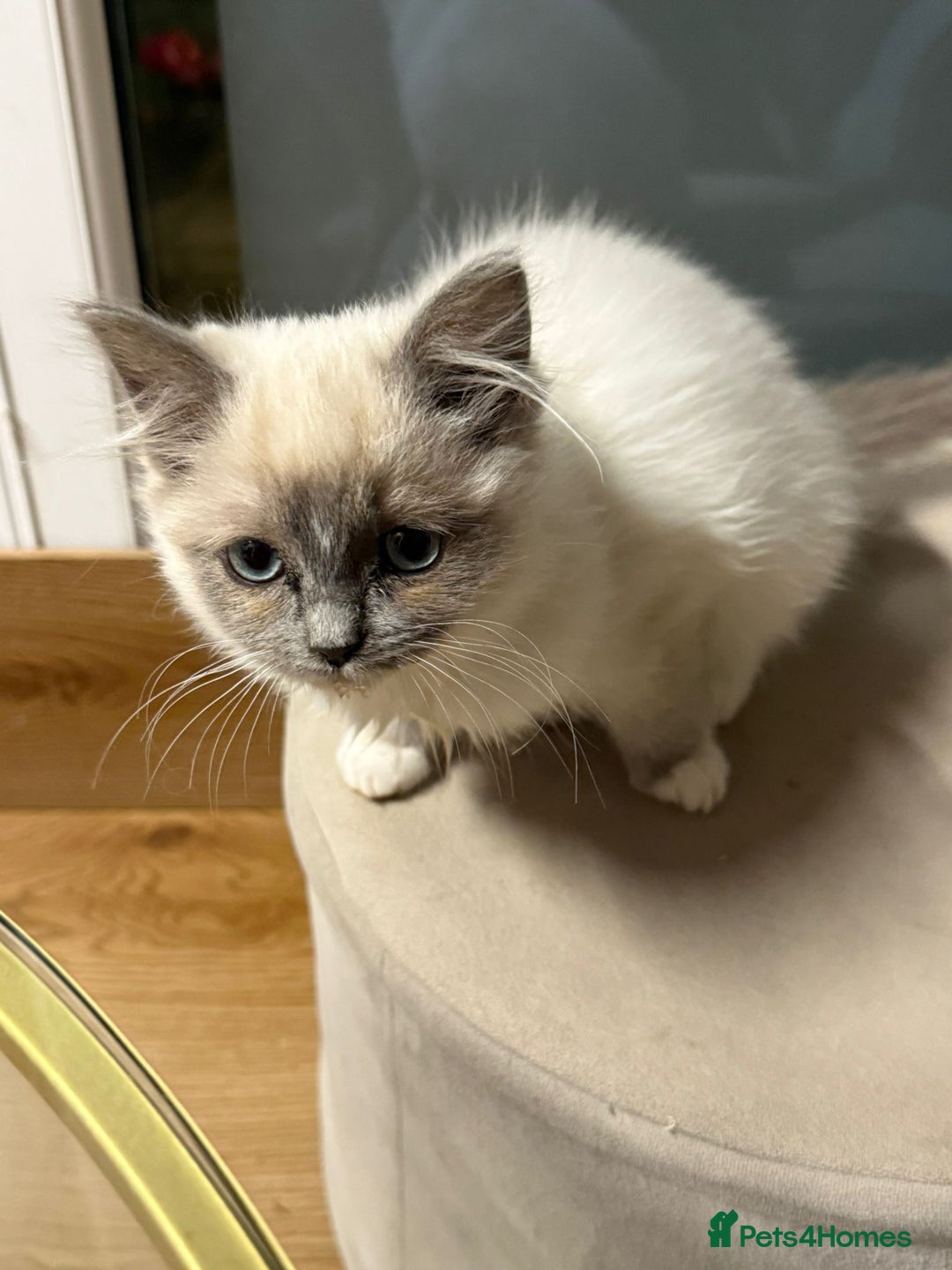 Ragdoll cats for sale: 4 month Ragdoll Female Kitten - Advert 2
