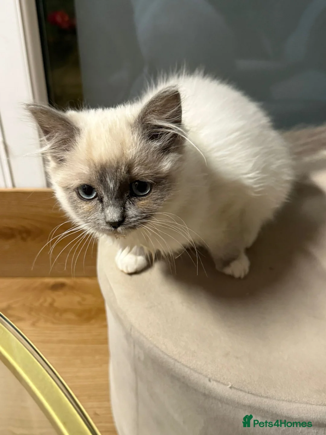 Ragdoll cats for sale: 4 month Ragdoll Female Kitten - Advert 2