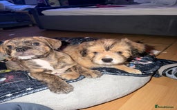 Mixed Breed dogs for sale: 💙2 Lovely male French bulldogs mixed💙  - Image 4