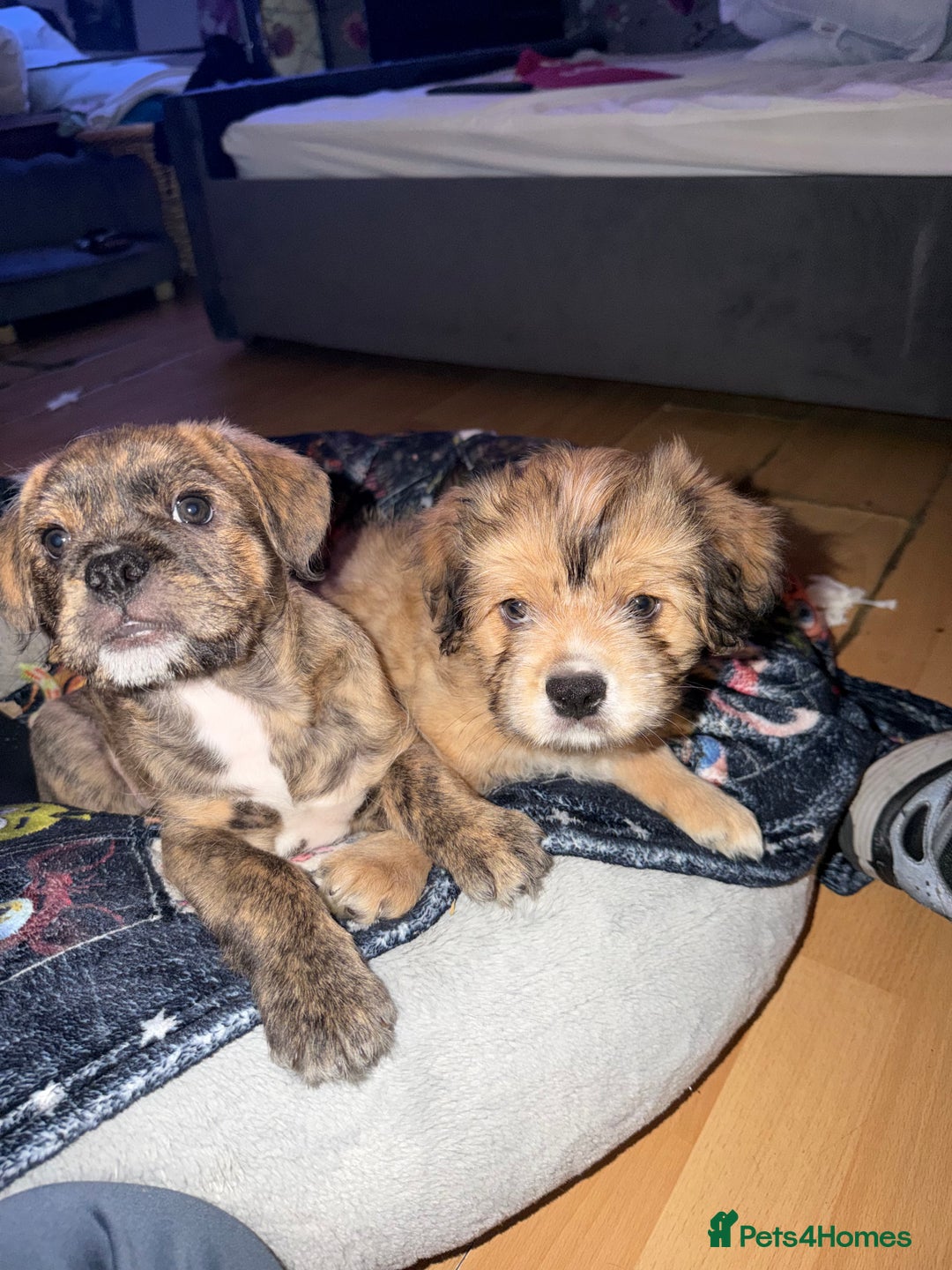 Mixed Breed dogs for sale: 💙2 Lovely male French bulldogs mixed💙  - Image 4