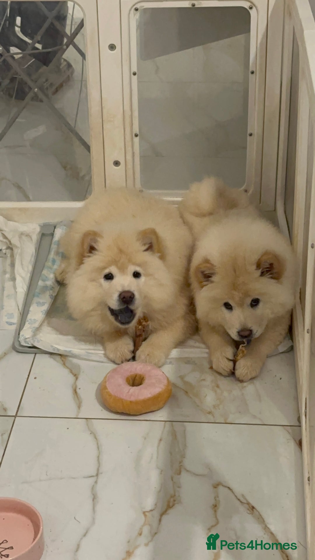 Chow Chow dogs for sale: 2 Chow Chow females - Advert 2