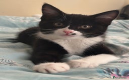 Ragdoll cats for sale: (REDUCED) Adorable Ragdoll Mix Tuxedo Kittens - Image 11