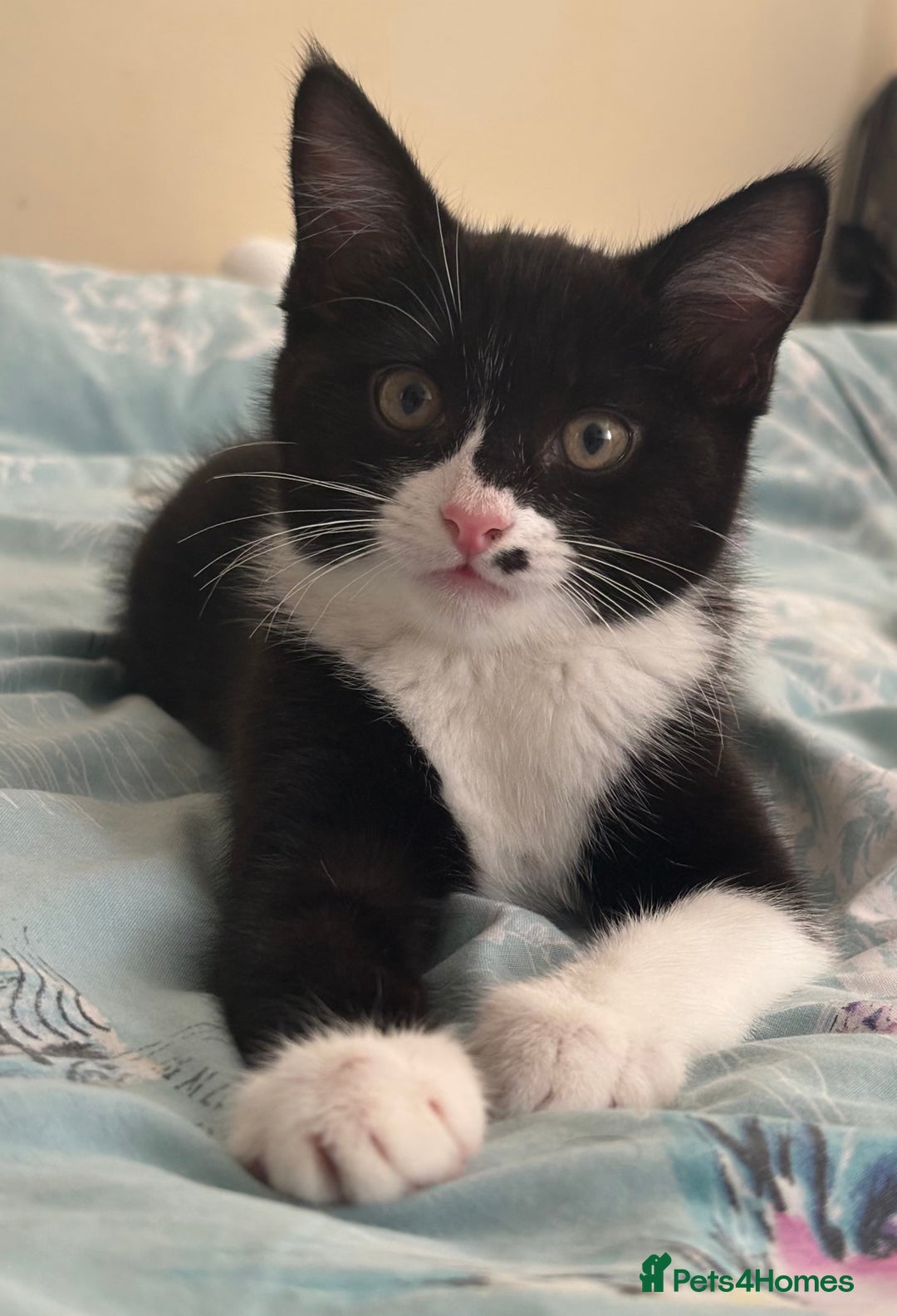 Ragdoll cats for sale: (REDUCED) Adorable Ragdoll Mix Tuxedo Kittens - Image 11