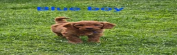 Cavapoo dogs for sale: MiniatureF1B💥DNAHealthTestedParents💥FamilyRaised - Advert 10