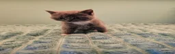 British Shorthair cats for sale: Blue British short hair X kittens  - Advert 2