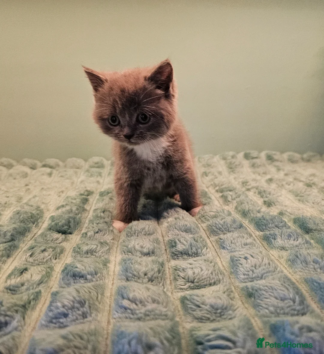 British Shorthair cats for sale: Blue British short hair X kittens  - Advert 2