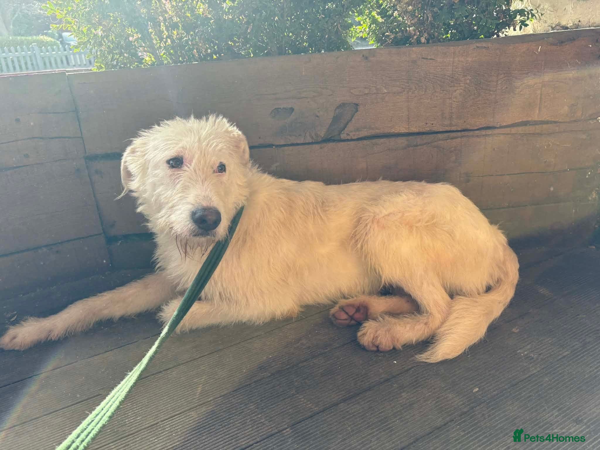Mixed Breed dogs Peter - Norwich Norfolk  - Advert 1