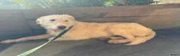 Mixed Breed dogs for adoption: Peter - Norwich Norfolk  - Advert 1