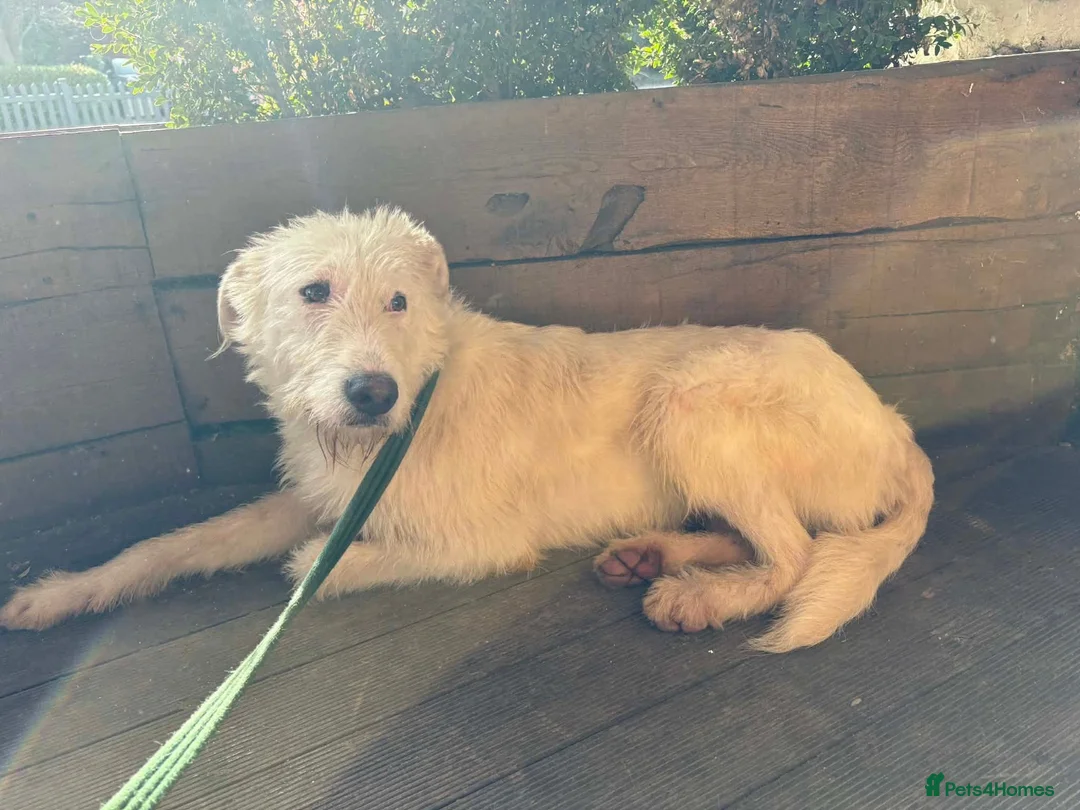 Mixed Breed dogs for adoption: Peter - Norwich Norfolk  - Advert 1