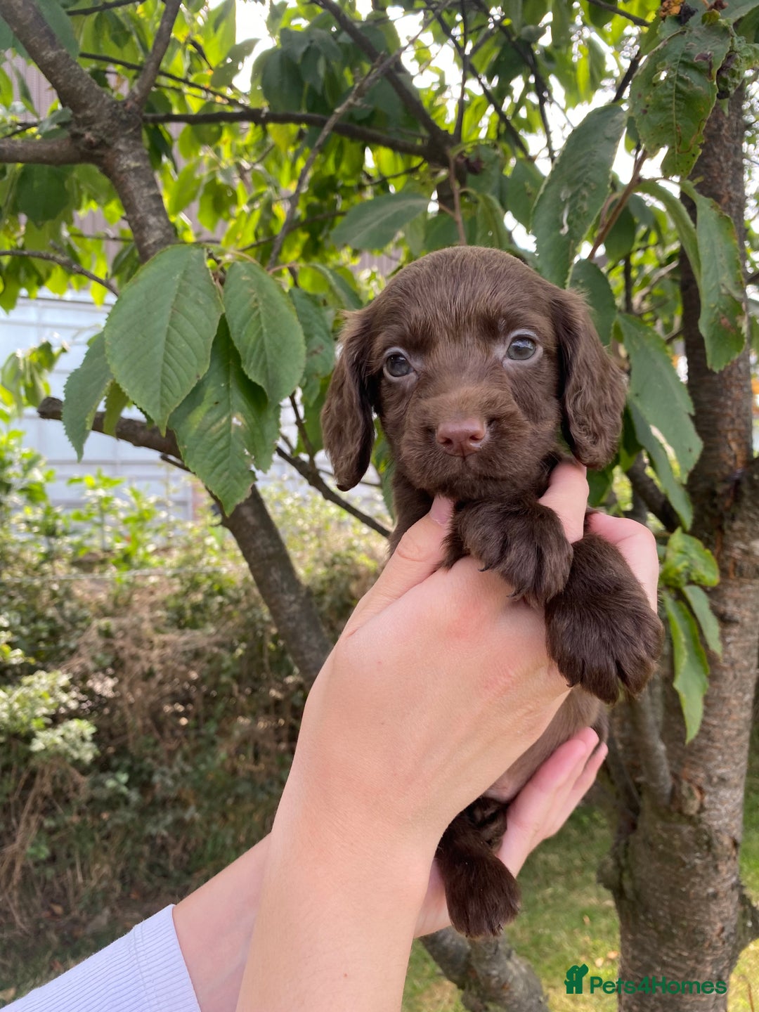 Cocker Spaniel dogs for sale: Carefully bred Kc FTW sired cocker spaniel pups,  - Image 27