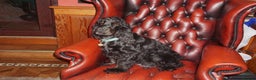 Cocker Spaniel dogs for sale: KC Reg Show Type Cocker Spaniel Puppies - Advert 2