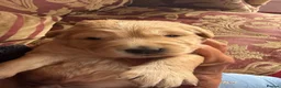 Golden Retriever dogs for sale: Beautiful Singleton Boy Ready to leave - Advert 9