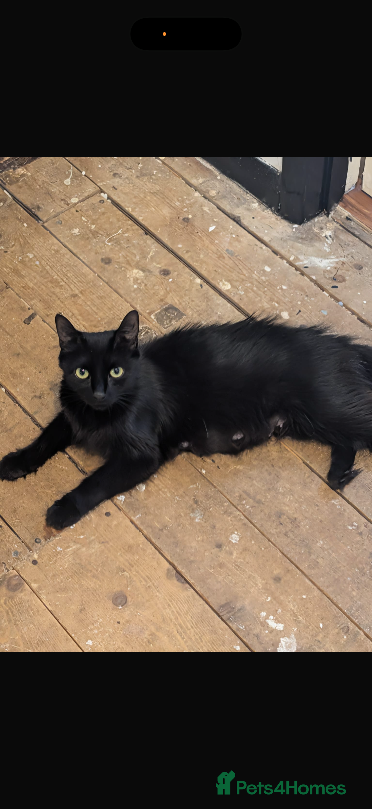 Mixed Breed cats Mixed breed kittens  - Advert 3