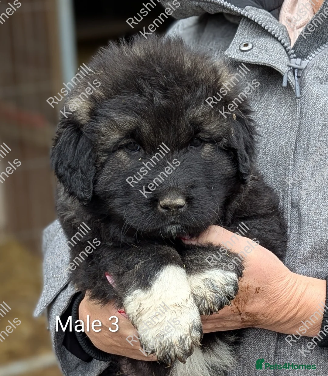 Caucasian Shepherd Dog dogs for sale: Caucasian Shepherd Pups - Advert 7
