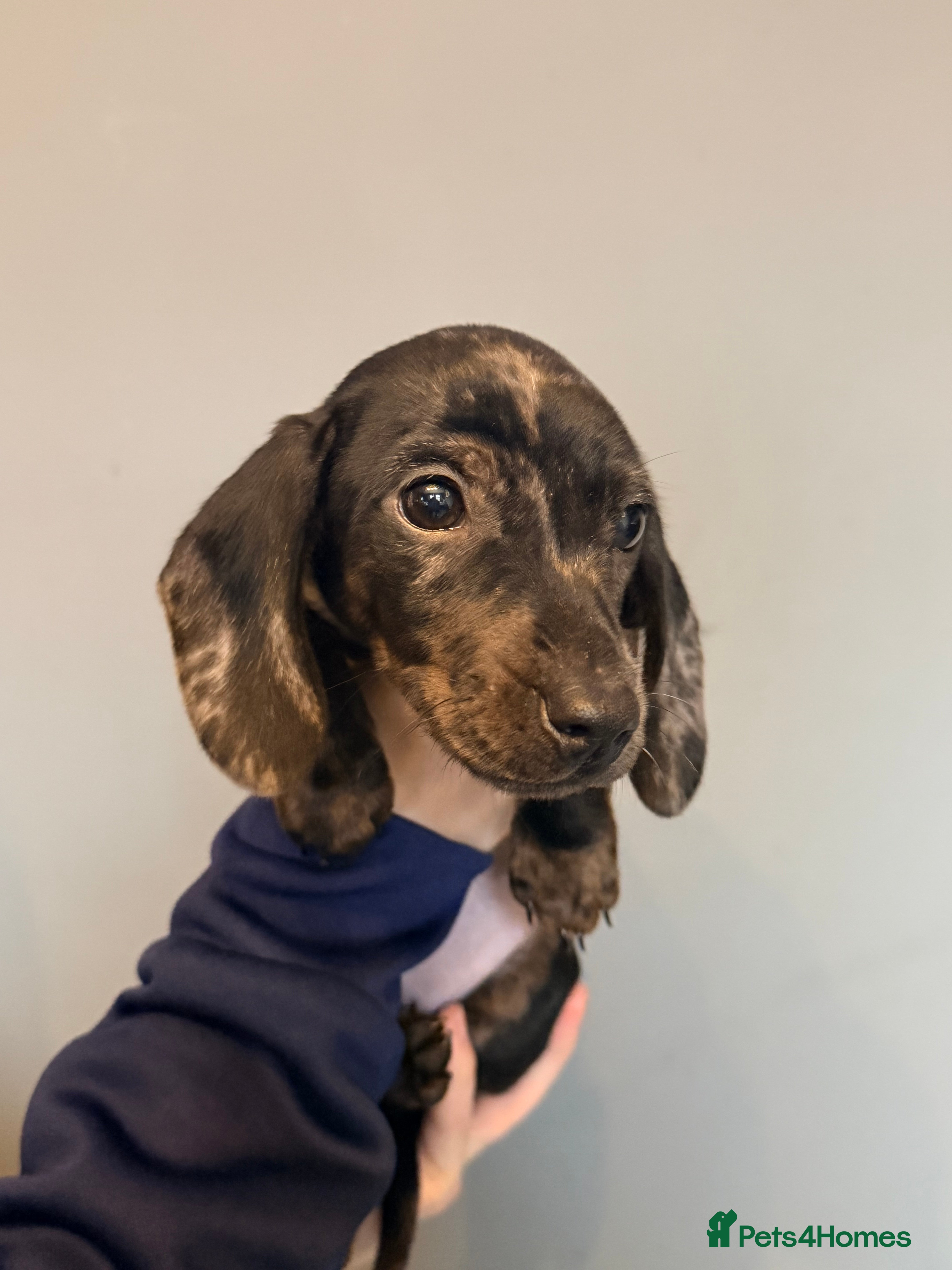 Miniature Dachshund dogs Last one left! Dapple miniature daschunds - Advert 16