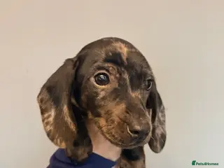 Miniature Dachshund dogs Last one left! Dapple miniature daschunds - Advert 16
