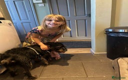 Mixed Breed dogs for adoption: Sally - Norwich Norfolk  - Image 3