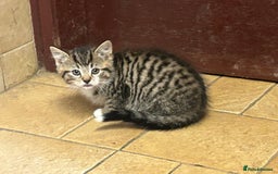 Mixed Breed cats for sale: Beautiful long / short haired kittens  - Image 5