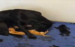 Cockerdor dogs for sale: Lovely pup - Image 3
