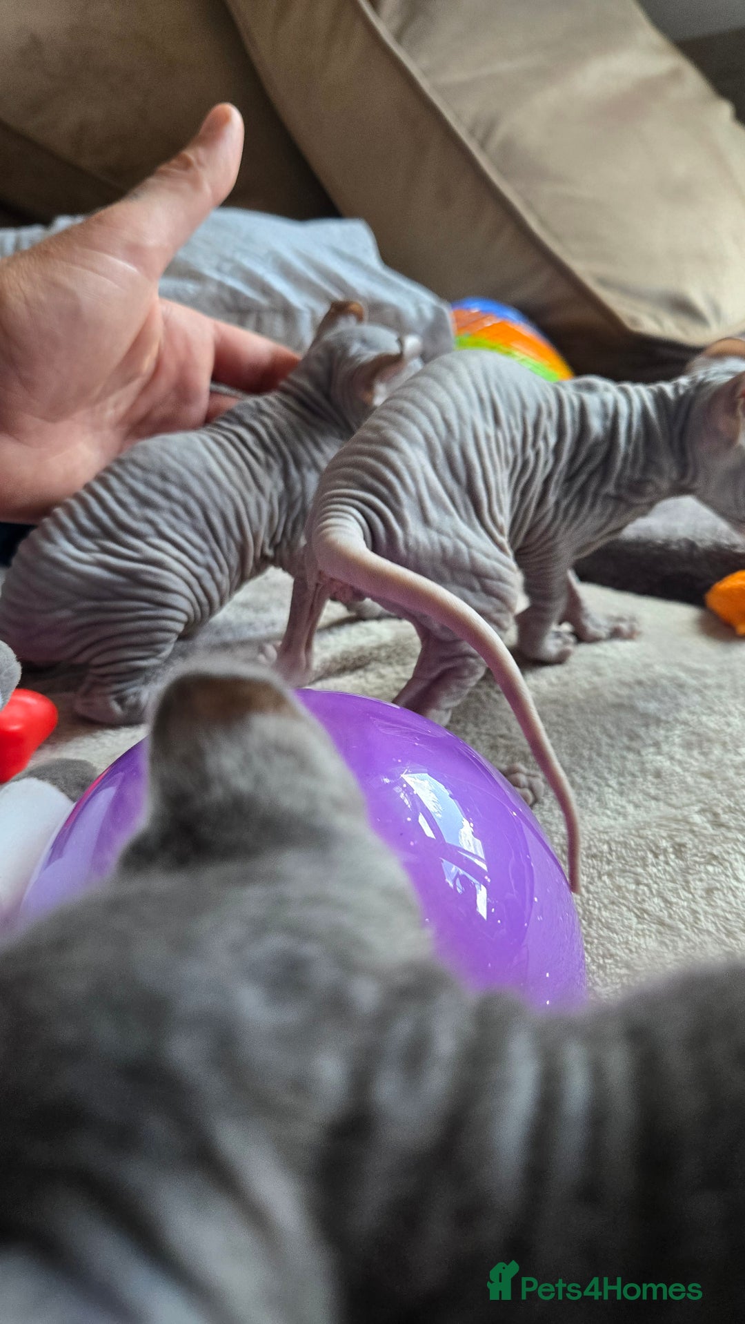 Sphynx cats for sale: Elf Sphynx Kittens  - Image 24