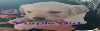 Purple Collar Girl