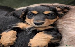 Miniature Dachshund dogs for sale: **Ready Now** Long Haired KC PRA Clear - Image 8