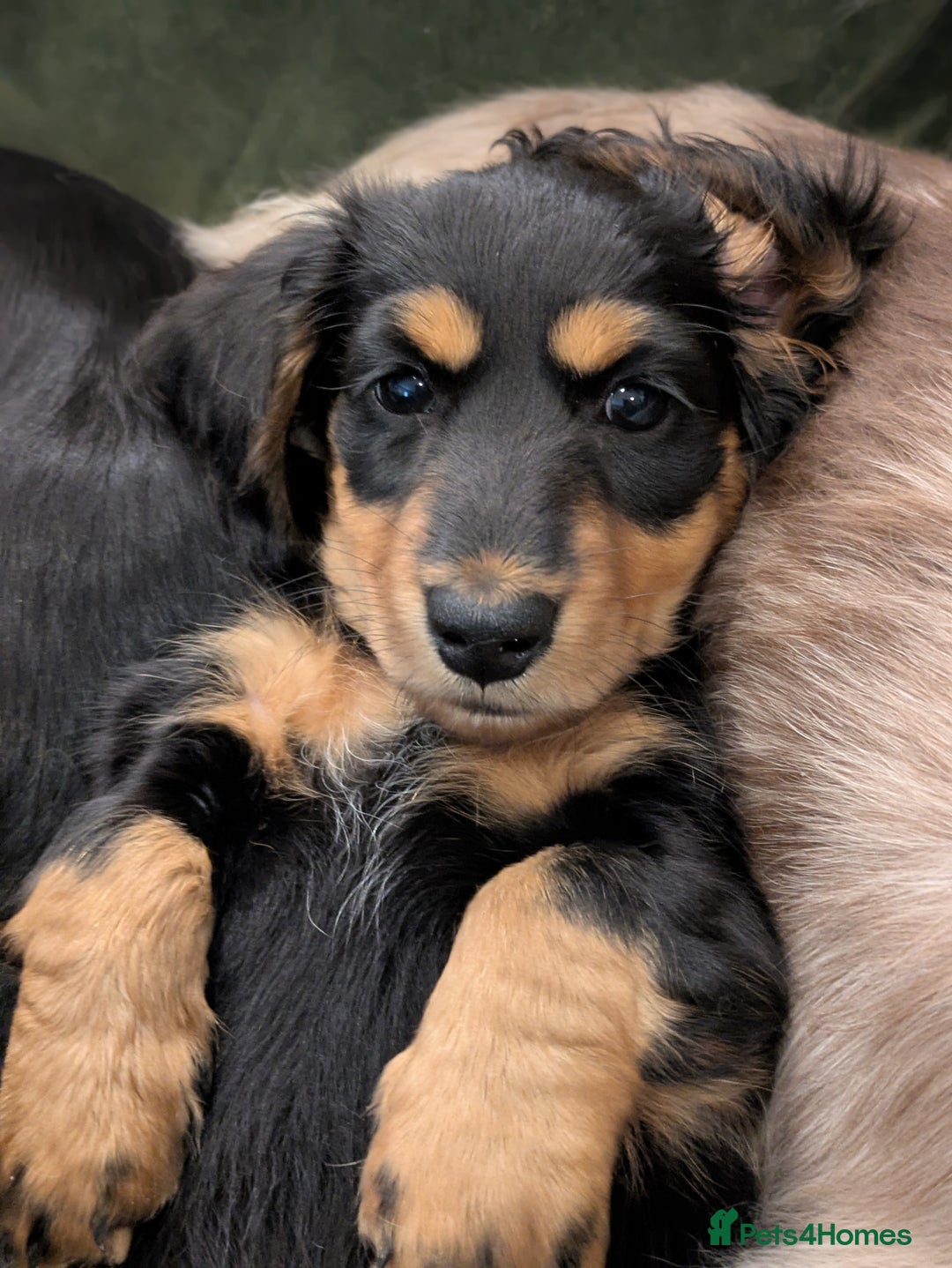 Miniature Dachshund dogs for sale: **Ready Now** Long Haired KC PRA Clear - Image 8