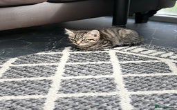 European cats for sale: 2 kittens for sale  - Image 3