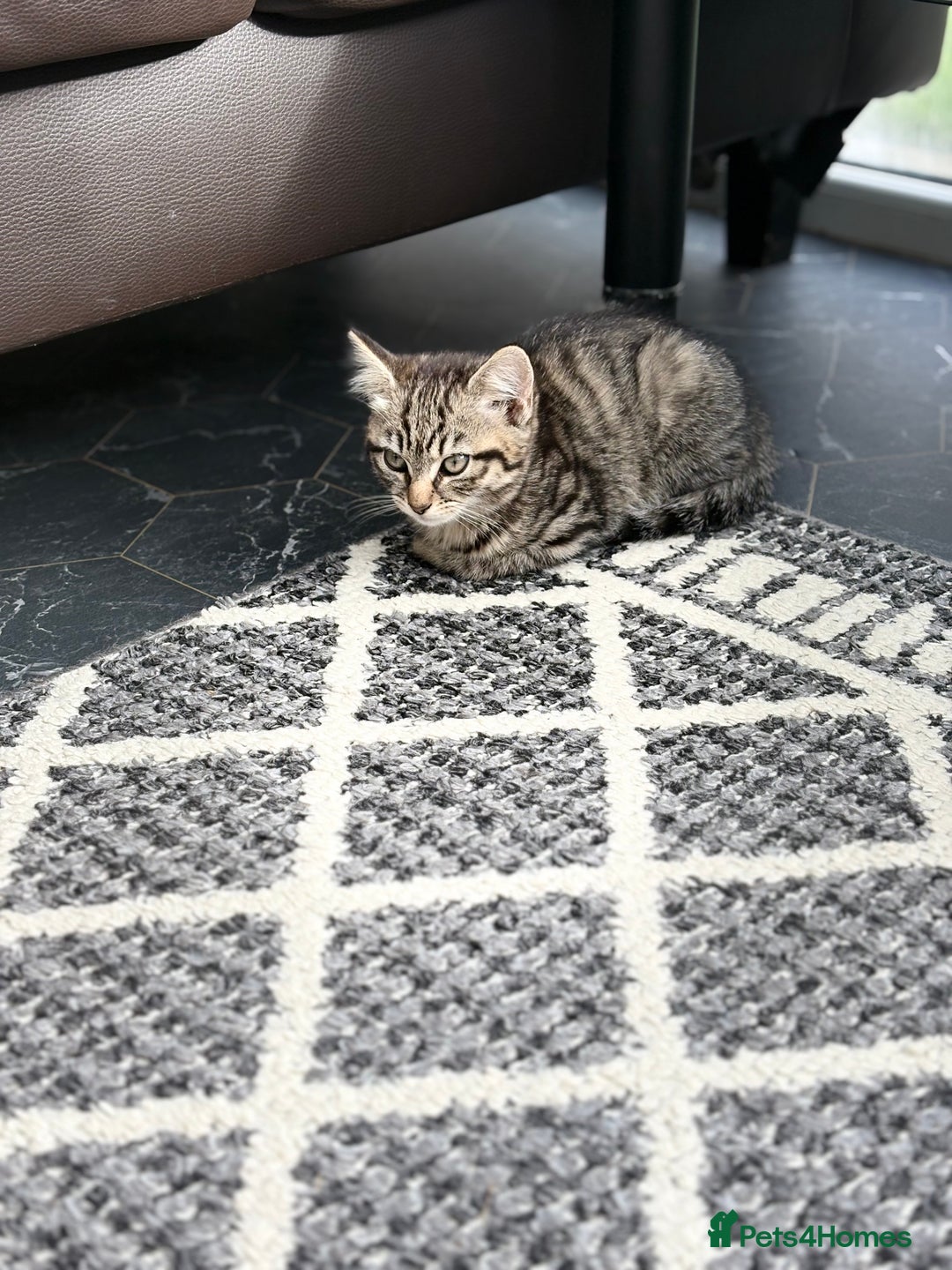 European cats for sale: 2 kittens for sale  - Image 3
