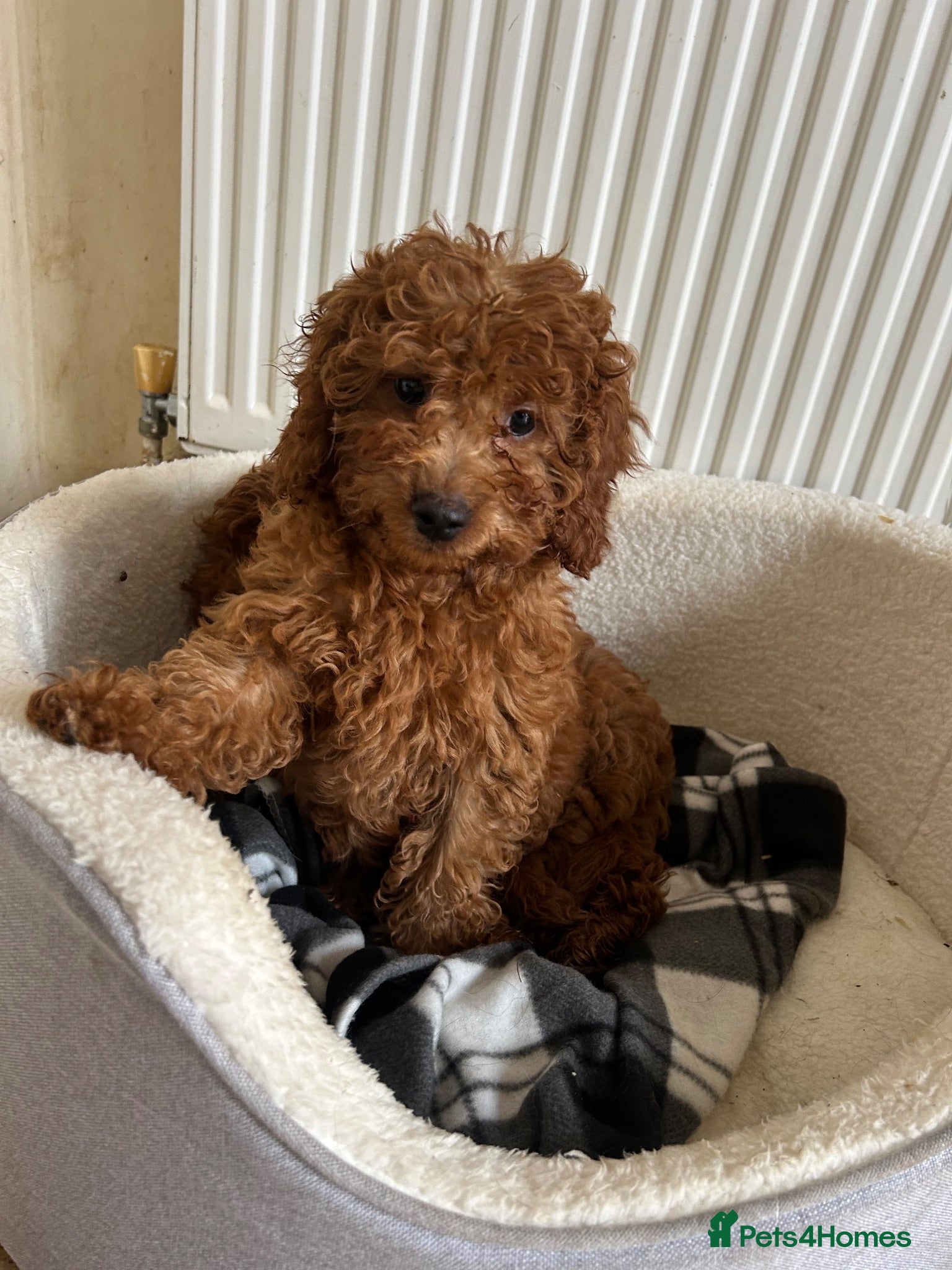 Cavapoo dogs Stunning health checked Cavapoo puppies  - Advert 16