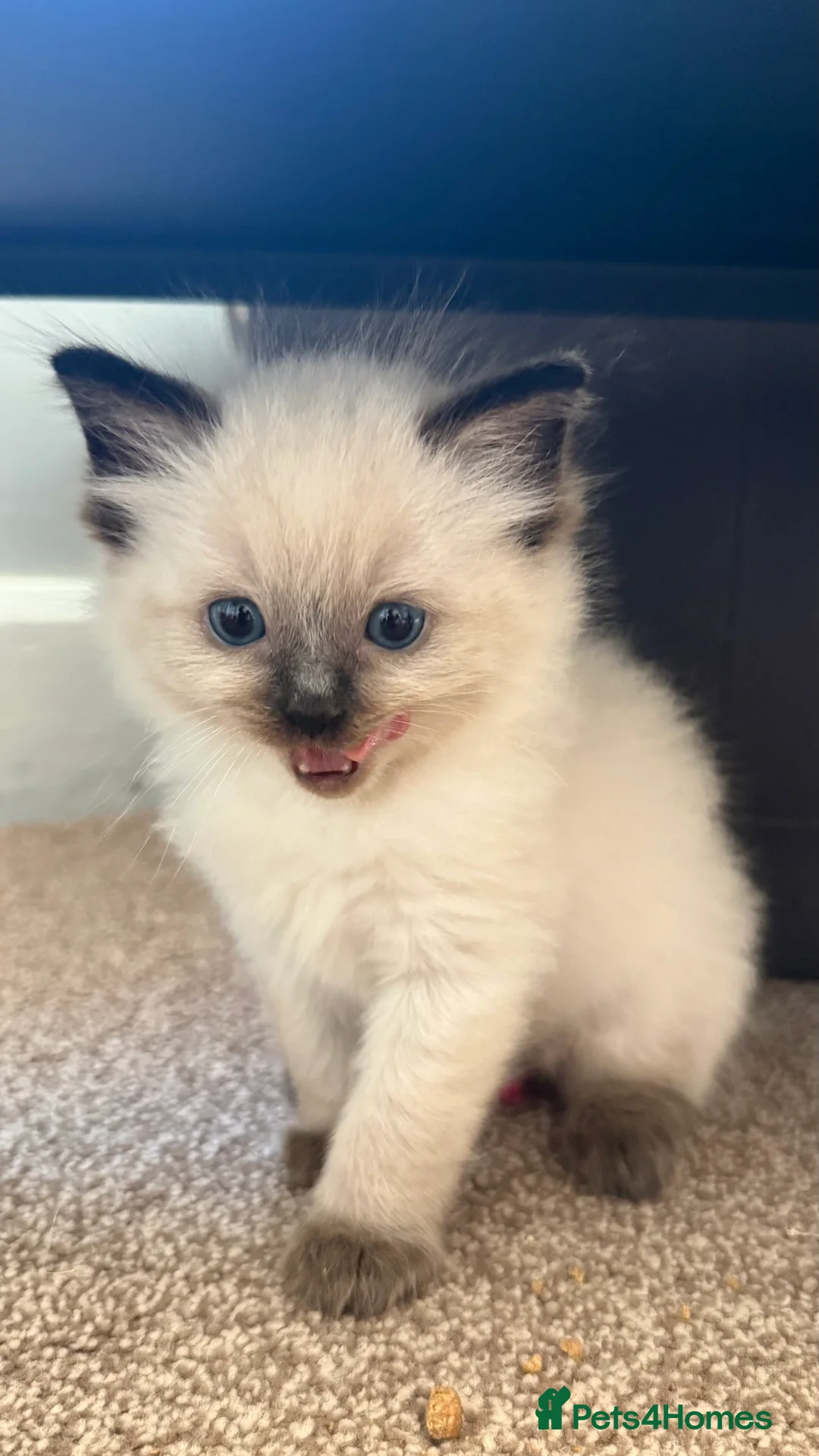 Ragdoll cats for sale: 6x blue eyes ragdoll kittens in Bournemouth - Advert 7