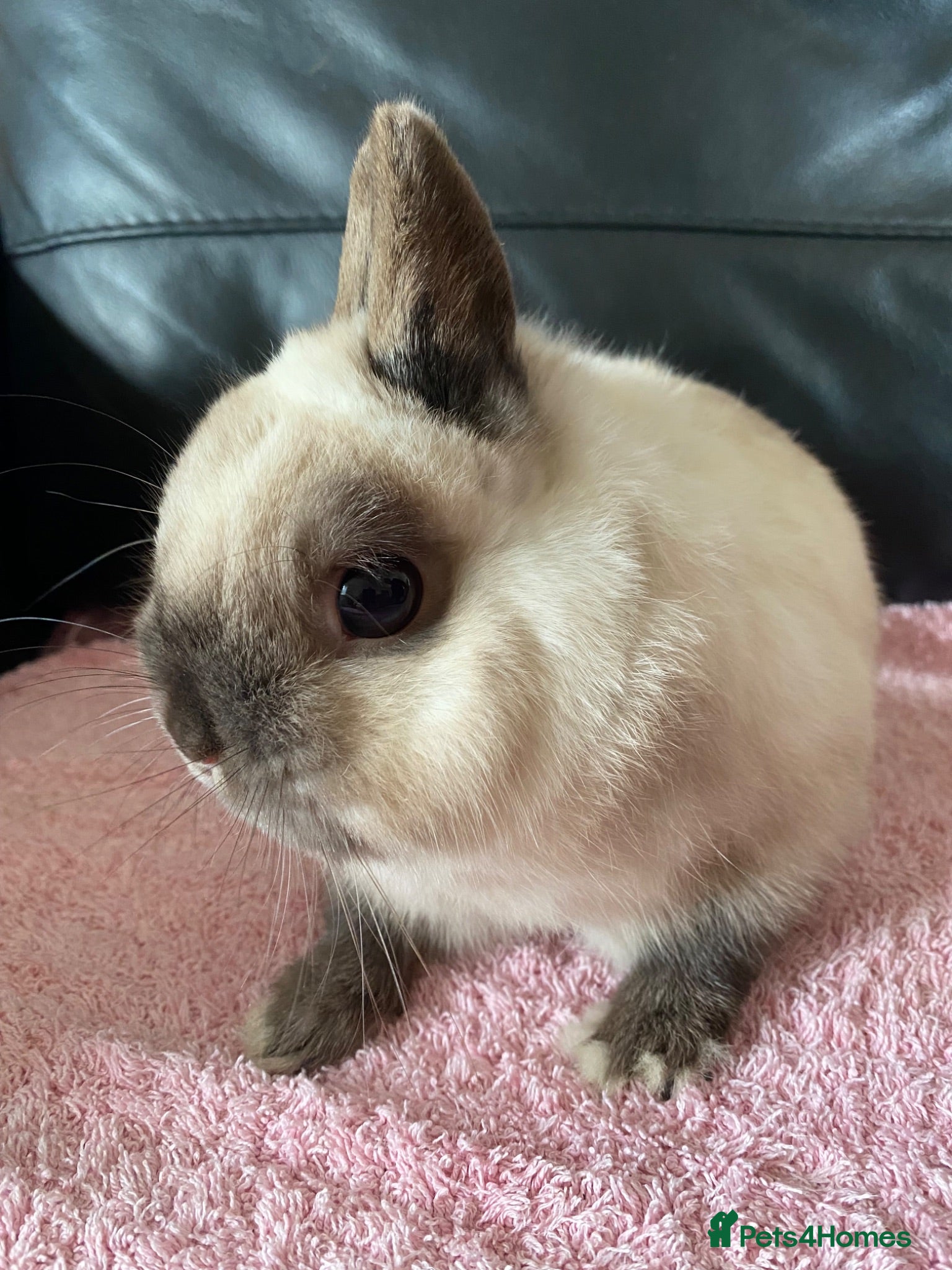Netherland Dwarf rabbits Netherland dwarf rabbit  - Advert 1