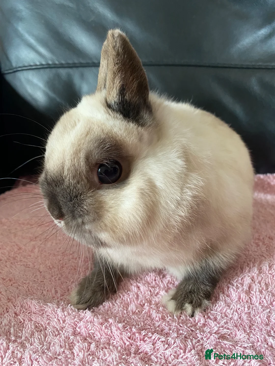 Netherland Dwarf rabbits for sale: Netherland dwarf rabbit  - Advert 1
