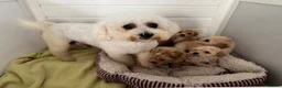 Poochon dogs for sale:  BEAUTIFUL F1 POOCHON PUPPIES  - Advert 8