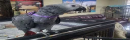 Parrots birds for sale: Intelligent African Grey Parrots–Raised with Care in Leeds - Advert 4