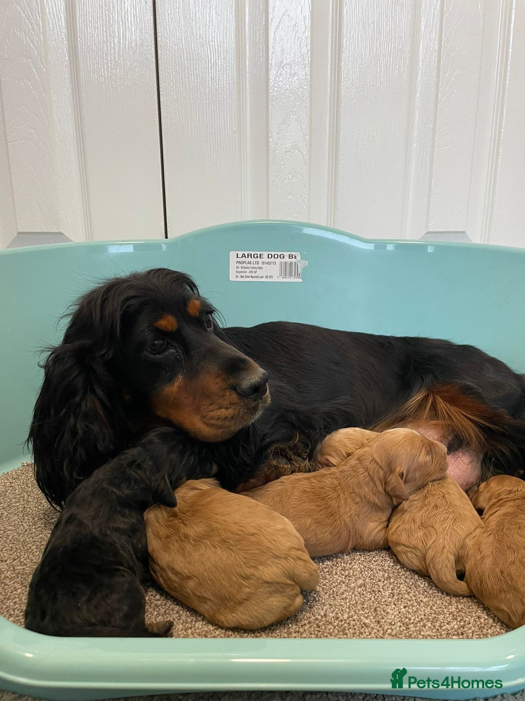 Cockapoo dogs for sale: Outstanding F1 cockapoo - Advert 17