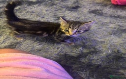 Mixed Breed cats for sale: 2x kittens 1x female 17 weeks & 1x male 8 weeks - Image 5