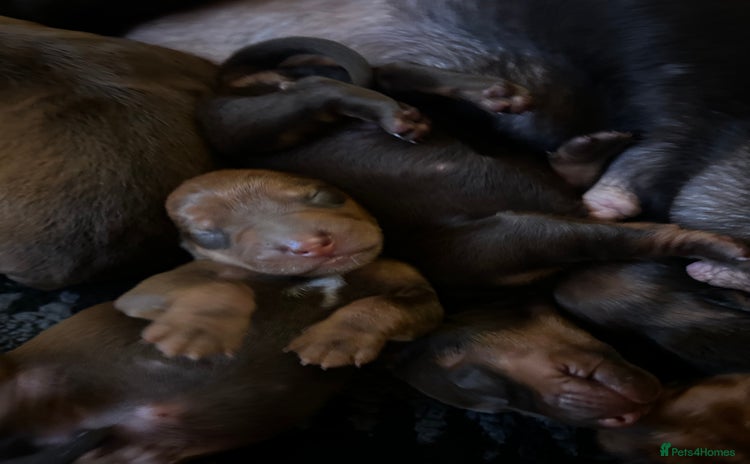 Dachshund dogs - Advert 3