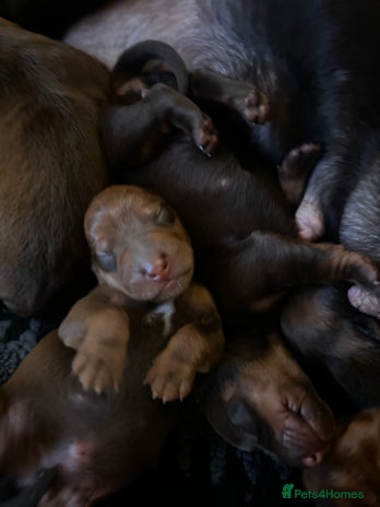 Dachshund dogs - Advert 3