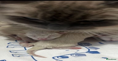 Siberian cats - Advert 15