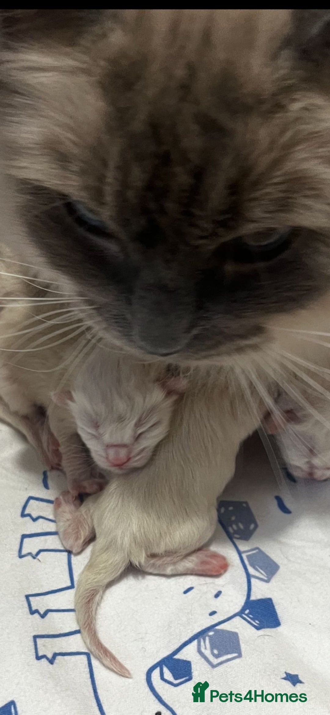 Siberian cats for sale: Tica registered kittens - Image 2