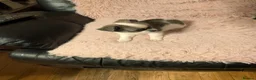 Chihuahua dogs for sale: Lovely tiny chihuahua puppies for sale  - Advert 31