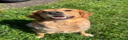 Golden Retriever dogs for sale: Female 2 year old golden retriever  - Advert 6