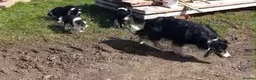Mixed Breed dogs for sale: Collie Pup looking for new home - Advert 2