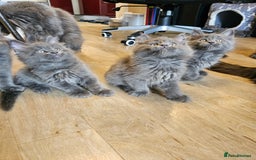 Maine Coon cats for sale: 🔥*Stunning Litter of 8💎Solid Blue Maine Coon*🔥  - Image 16