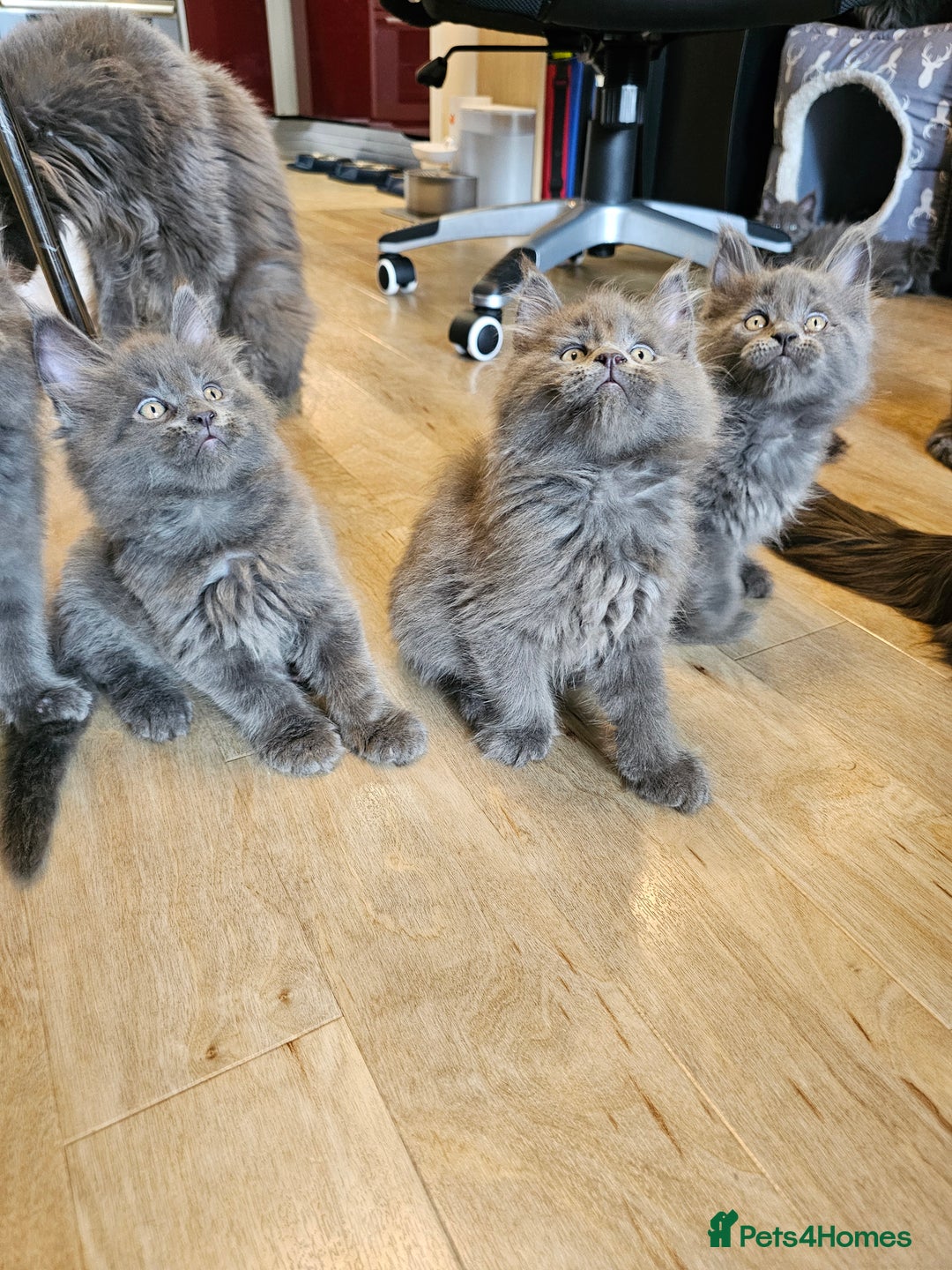 Maine Coon cats for sale: 🔥*Stunning Litter of 8💎Solid Blue Maine Coon*🔥  - Image 16