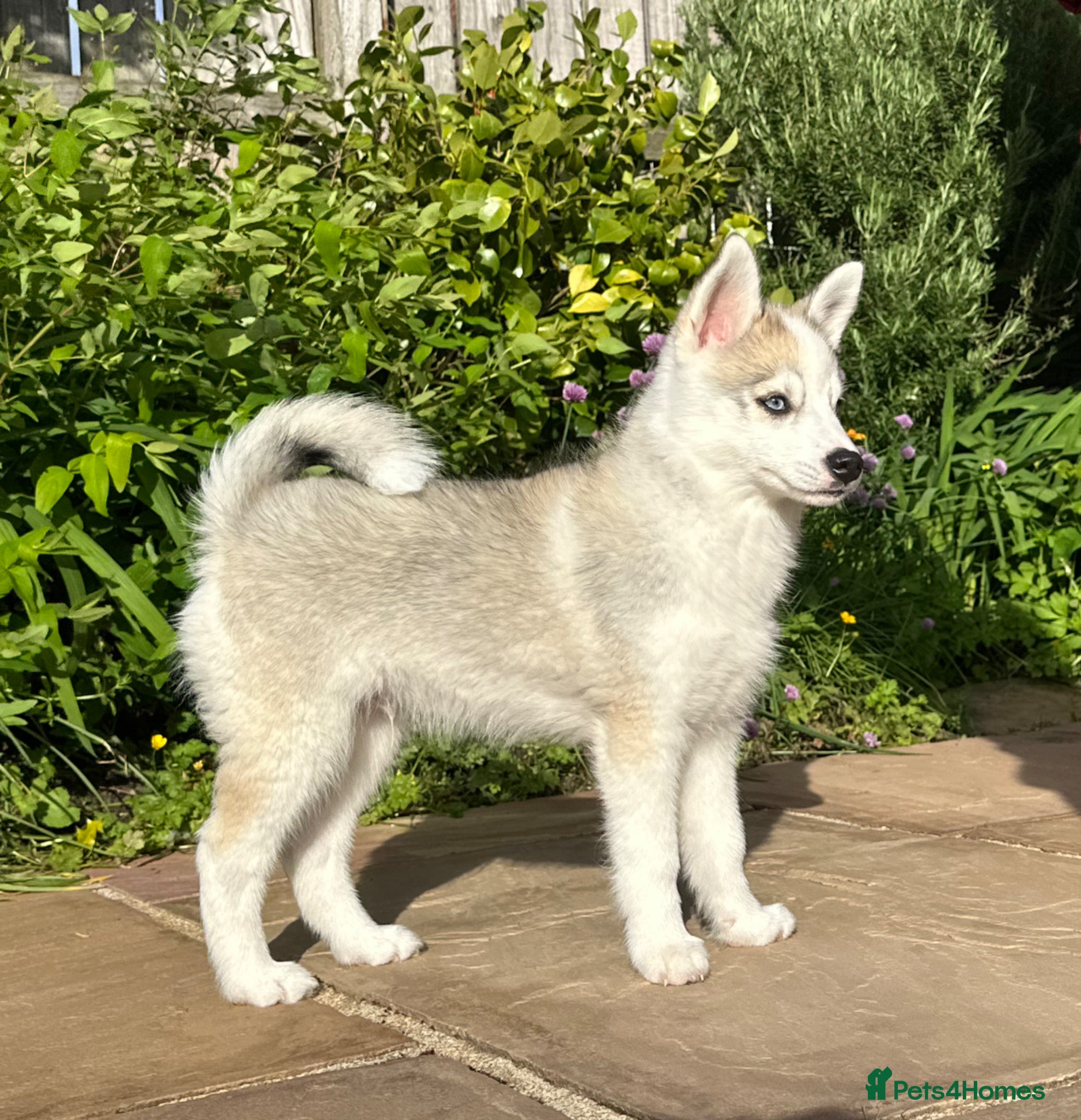Pomsky dogs F3 Pomsky pups raised with love - Advert 3